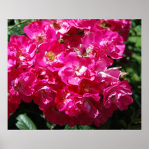 Pink Daydream Roses Print