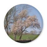 Pink Delight Magnet
