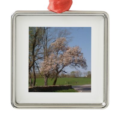 Pink Delight Ornament by catsphotography