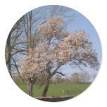 Pink Delight Sticker