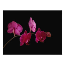 Pink Dendrobium Orchid - Customised Flowers Photo Print