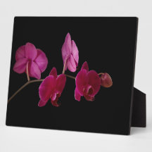 Pink Dendrobium Orchid - Customised Flowers Display Plaques