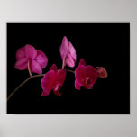 Pink Dendrobium Orchid - Customised Flowers Print