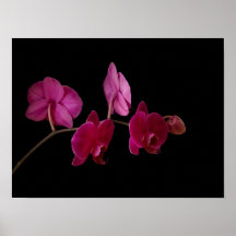 Pink Dendrobium Orchid - Customised Flowers Print