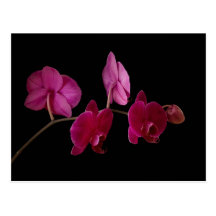 Pink Dendrobium Orchid on Black - Customised Postcard