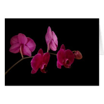 Pink Dendrobium Orchid on Black - Customized Card