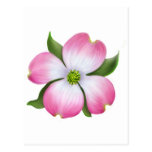 Pink Dogwood Flower Postcard