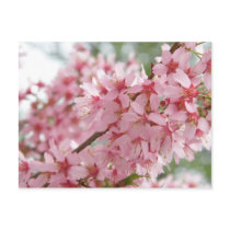 Pink Dogwoods Postcard