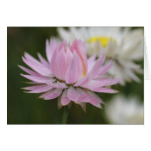 Pink Everlasting Daisy Card