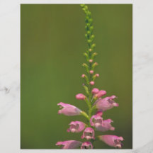 Pink False Dragonhead Flower Flyer Design