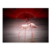 Pink Flamingo Dance Post Cards