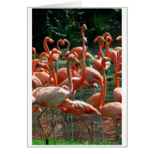 Pink Flamingo group, lots of flamingoes picture! Card