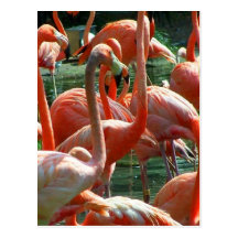 Pink Flamingo group, lots of flamingoes picture! Postcards