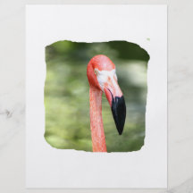 Pink flamingo head photograph green background flyers