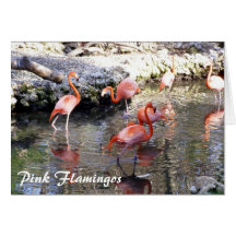 Pink Flamingos Greeting Card