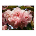 Pink Flower Post Cards