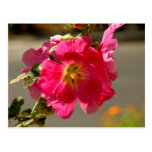 Pink Flower Post Cards