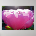 Pink Flower with Sunshine Print