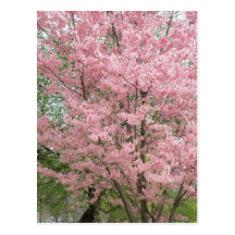 Pink Flowering Dogwood Postcard