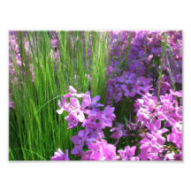 Pink Flowers and Grass Photo Print