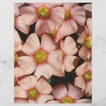 Pink Flowers Wood Sorrel, Oxalis Flyer Design