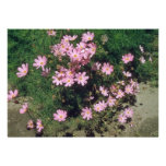 Pink Garden Cosmos (Cosmos Bipinnatus) flowers Invites