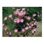 Pink Garden Cosmos (Cosmos Bipinnatus) flowers Postcard