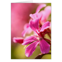 Pink garden flower cards