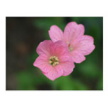 Pink Geranium Post Card
