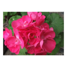 Pink Geraniums Personalised Announcements