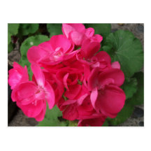 Pink Geraniums Postcards