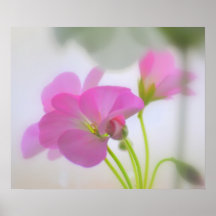 Pink Geraniums Poster