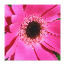 Pink Gerbera - Canvas Gallery Wrapped Canvas