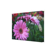 Pink gerbera daisy photograph on canvas print