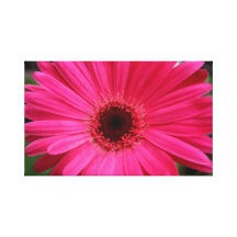 Pink Gerbera Daisy Stretched Canvas Prints