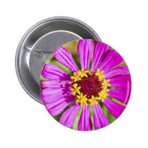 Pink gerbera flower button