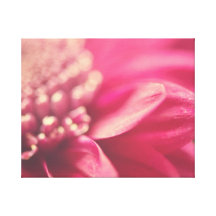 Pink Gerbera Petals Gallery Wrap Canvas