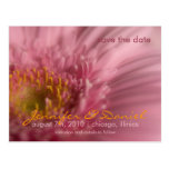 Pink Gerbera • Save the Date Postcard