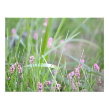 Pink Grass Photo