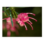 Pink Grevillea Post Card