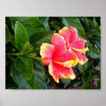 Pink hibiscus, evergreen and of delicate beauty posters