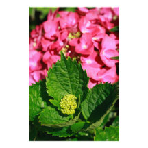 Pink hydrangea with bud photo print