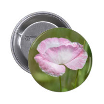 Pink Iceland Poppy Flower