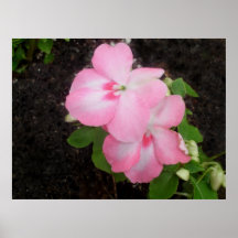 Pink Impatiens Flower Poster