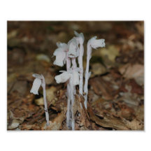 Pink Indian Pipe Mushroom Flowers 10x8 Print Photo