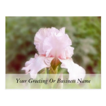 Pink Iris - Vanity Post Cards