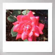 Pink Knock out Rose Posters