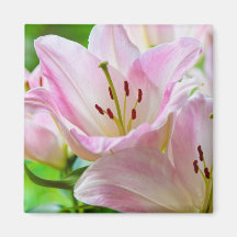 Pink Lilies Fridge Magnets