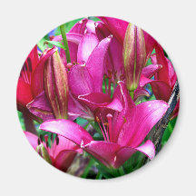 Pink Lilies Magnets