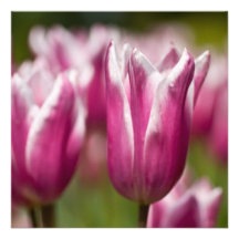 Pink Lily-flowered Tulip Custom Announcements